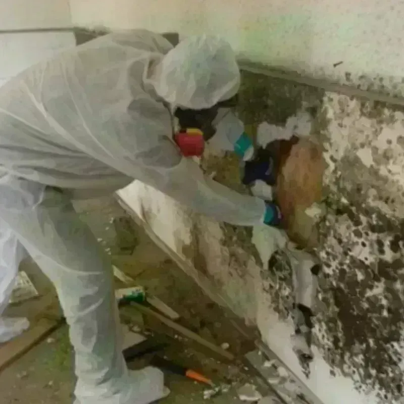 Mold Remediation and Removal in Godley, TX